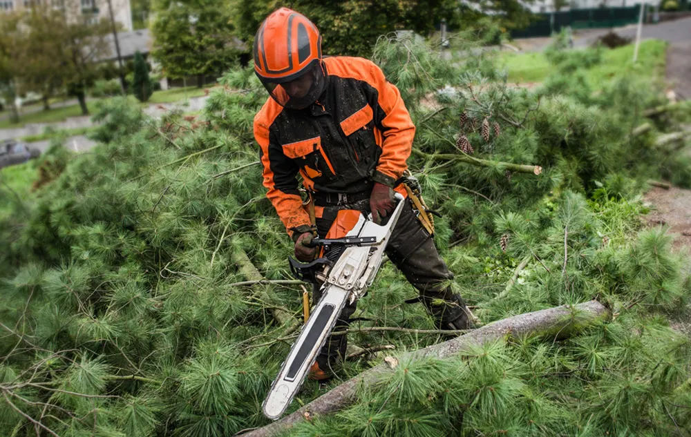 Ultra Arbre — Abattage. Élagage. Déboisement. Essouchement.