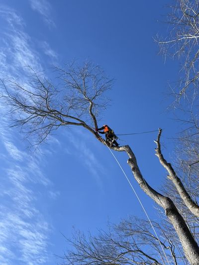 Grimpeur-élagueur en haut d'un arbre nu sous un ciel bleu d'hiver — Ultra Arbre