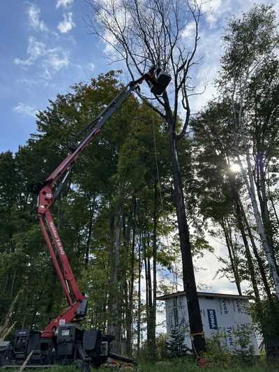 Abattage sécurisé d'un grand arbre à la nacelle araignée — Ultra Arbre