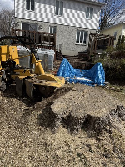 Grosse souche d'arbre et broyeur de souche avant l'essouchement dans une cour — Ultra Arbre