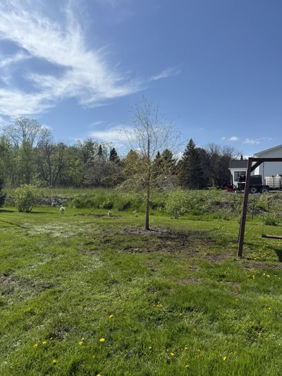 Plantation d'un jeune arbre tuteuré dans une cour résidentielle — Ultra Arbre